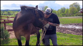 At The Gates’ Tomas Lindberg on why he loves his North Swedish horse